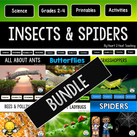Insects and Spiders lessons for kids