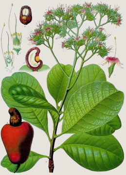 A botanical sketch of the cashew plant illustrating how cashew nuts grow. Image from Aboutnuts.