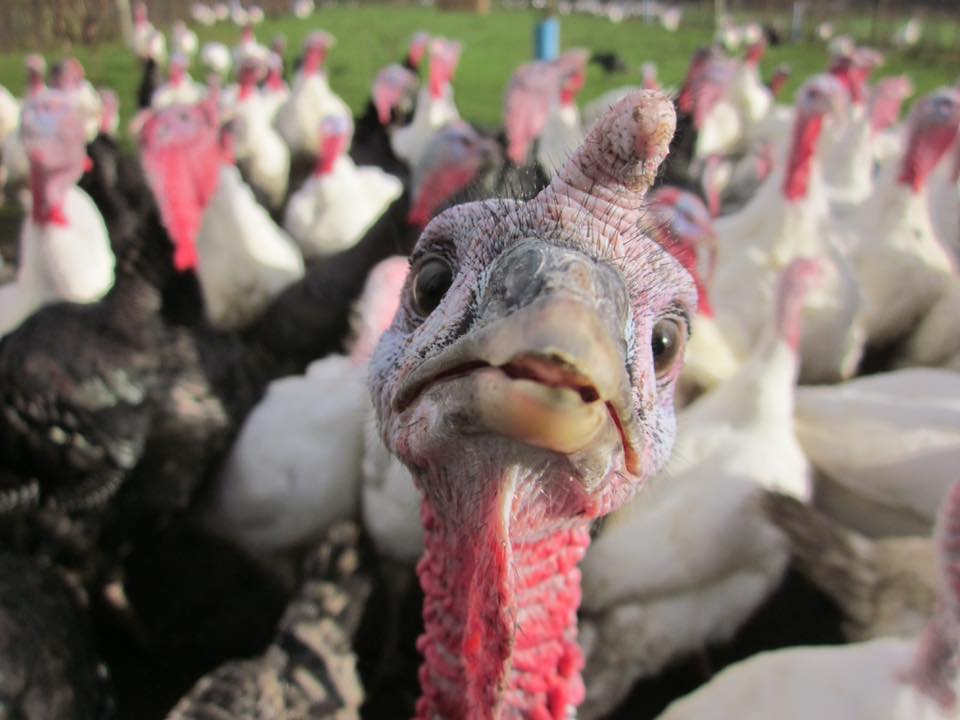 Newbold Turkeys Free Range Christmas Turkeys Hand-reared Family Farm in Northamptonshire. Collection or Courier Delivery.