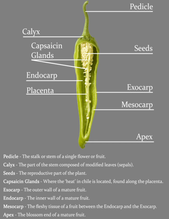 Chile Pepper Anatomy