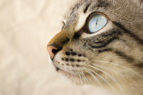 Katze mit hellen blauen Augen 