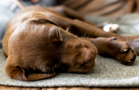 Kleiner brauner Labrador schläft. 
