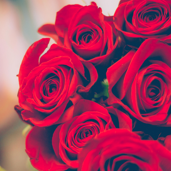 sustainable roses for valentine's day
