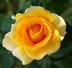 Rose - 'Gold Bunny' FLORIBUNDA