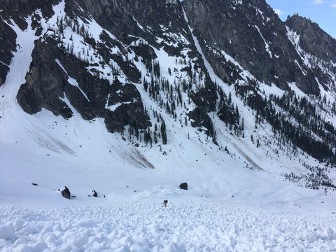 Remote Medical Training Instructor and rescue technician J. Manning searches a wet slid avalanche debris field for missing climbers on Mount Stuart in Mid-May 2017. Photo C Thompson