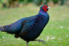 Black Pheasant