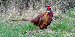 French Common Pheasant