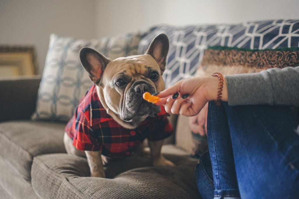 French Bulldog Treat Beg