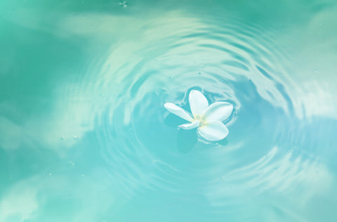 the image shows a small white flower floating on a pool of water
