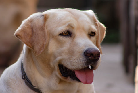 the image shows Chadds the Labrador Retriever.