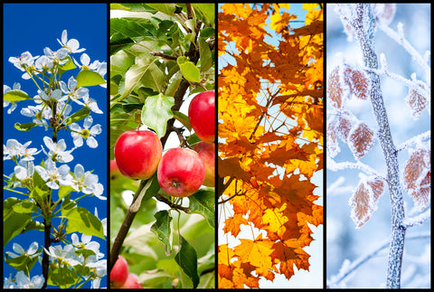 the image shows a collage of the four seasons