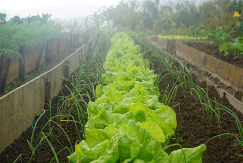 A close up of a row of lettuces and onions growing in a row of soil on an allotment