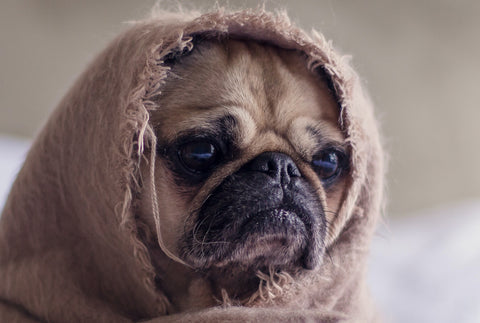 A grumpy looking pug dog with a blanket wrapped around his face