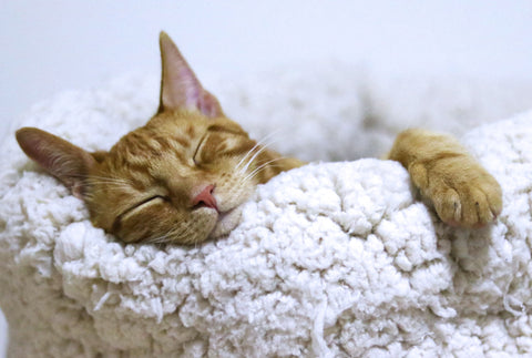 A contented, orange cat fast asleep on a white cushion