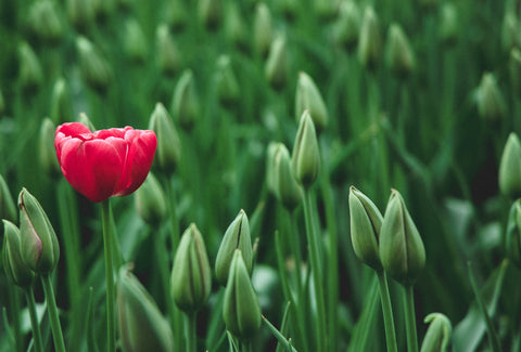A bright red tulip in a field of tulip flower buds, which are all green and unopened