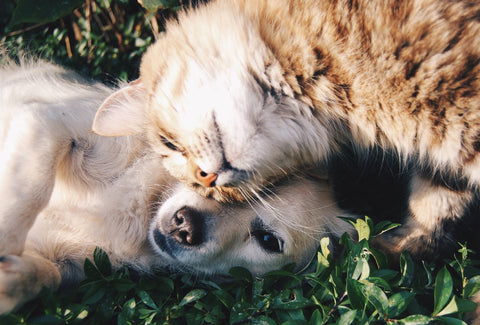 A picture of a cat gently nuzzling herself against a dog's face