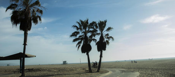 Some palm trees and a beach
