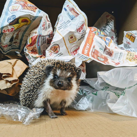 Hedgehog sitting in front of a variety of packing materials