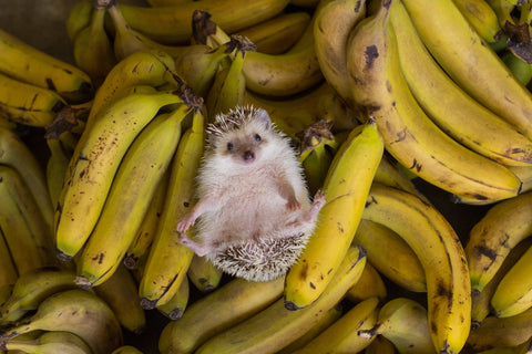 Hedgehog on back laying among bunches of bananas