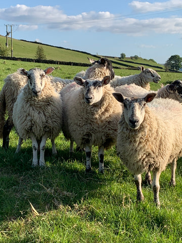 Sheep at the Dog & Dome Headquarters