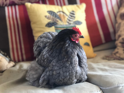 Arthur Parkinson's chicken sitting with our Golden Syrup Cushion 