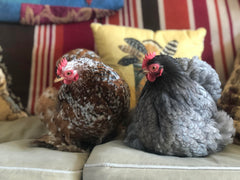 Arthur Parkinson's chickens sitting with our Golden Syrup Cushion 