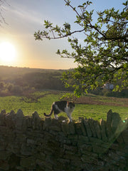 Hamish walking on the garden wall