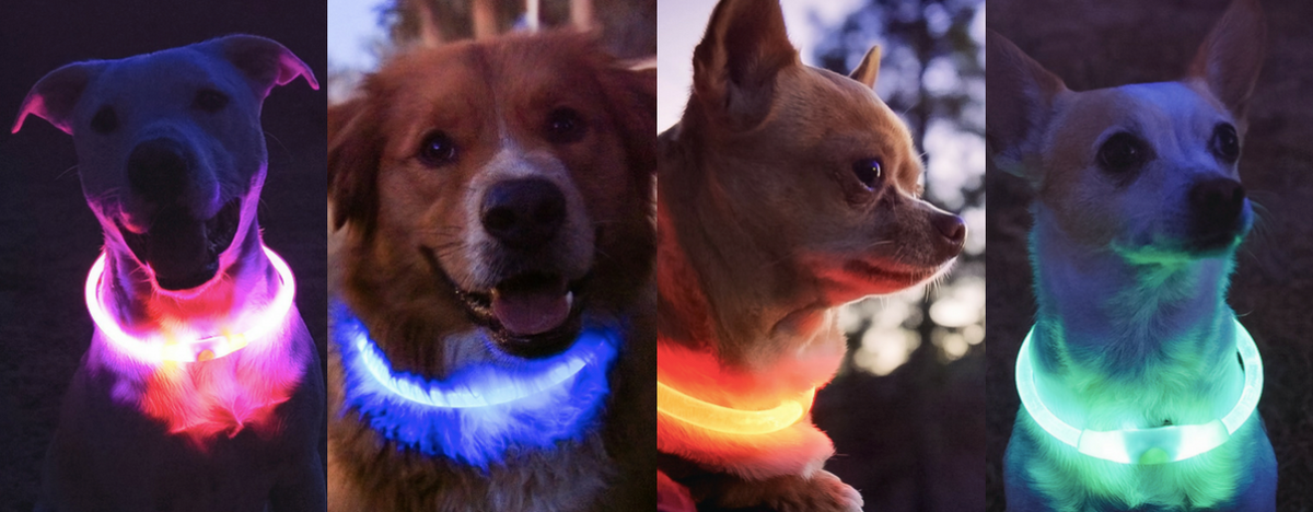 How to Recharge and Resize Your LED Dog Collar | Halo Dog