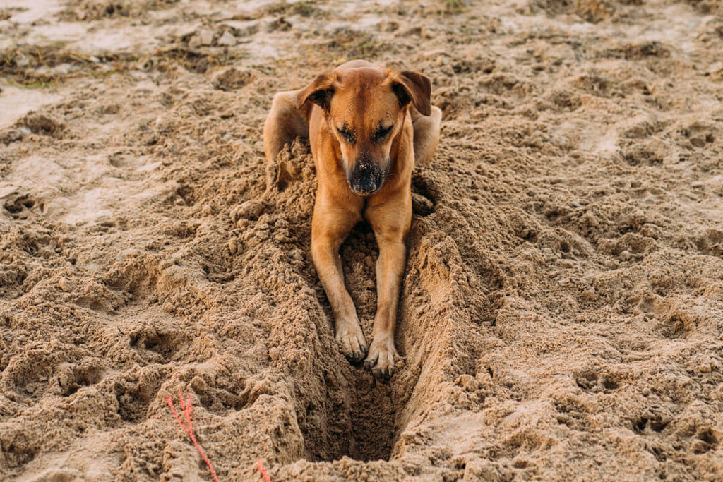 how can you stop your dog from digging holes