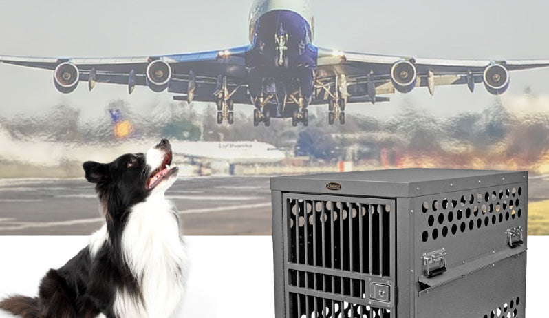 Airline Dog Travel Explained