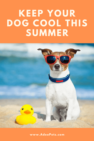 Top tips to keep your dog safe and cool this summer