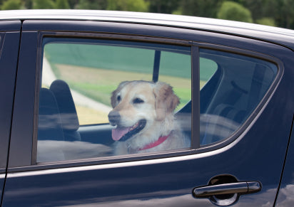 dog left in car