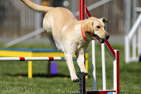 keep your dog active teach them agility work