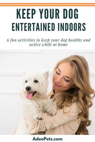 keep your dog happy and busy inside