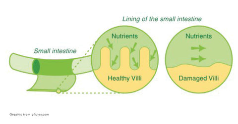 celiac disease in the small intestine