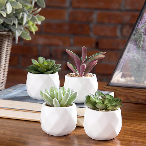 best law school student graduation gift ideas fake succulent plants by the introverted attorney