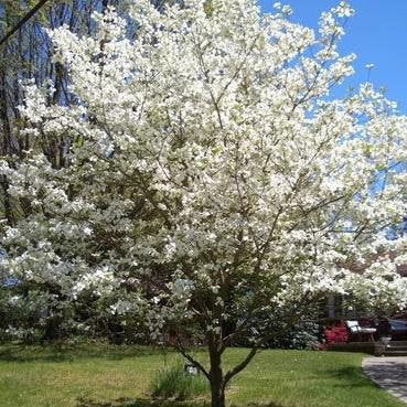 do dogwood trees have deep roots