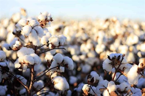 From Babies with Love: Why Organic Cotton