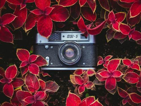 Camera image with flowers