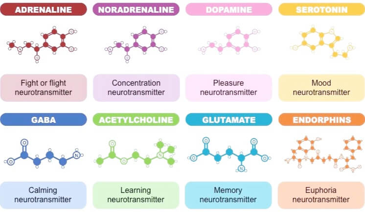 soorten neurotransmitters