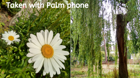 The Palm phone images