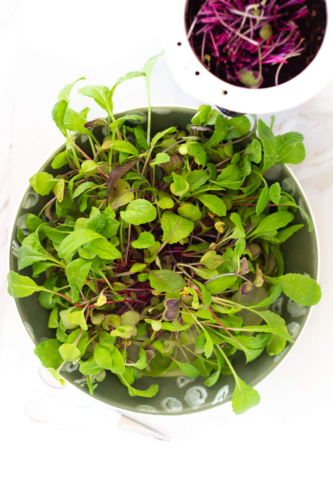 Bowl of Confetti Radish Microgreens