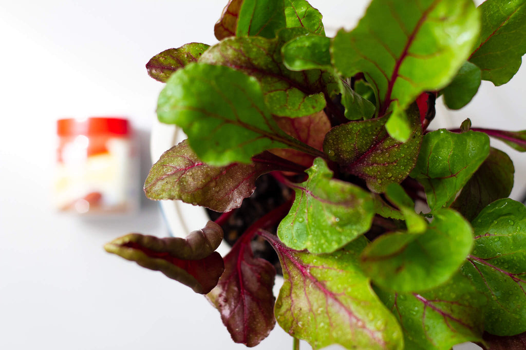 Beet Microgreens leaves