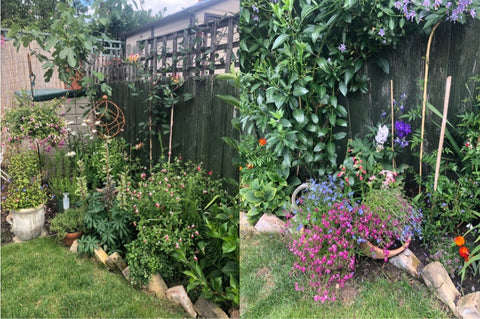 garden transformed