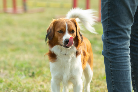 Hund beschwichtigt durch Lecken der Lippen