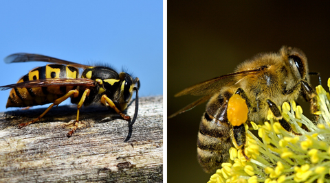 Vergleich Wespe Biene