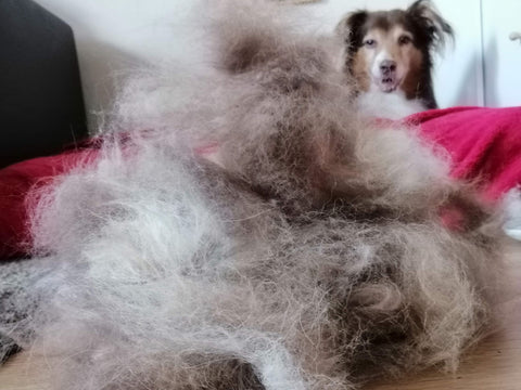 Fellwechsel bei einem Australian Shepherd Rüden im Herbst