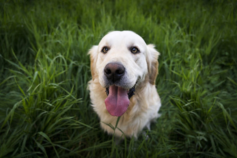 Golden Retriever im Gras bei Grasmilben