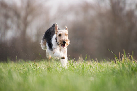 Auf diese Symptome solltest du nach einem Zeckenbiss bei deinem Hund achten