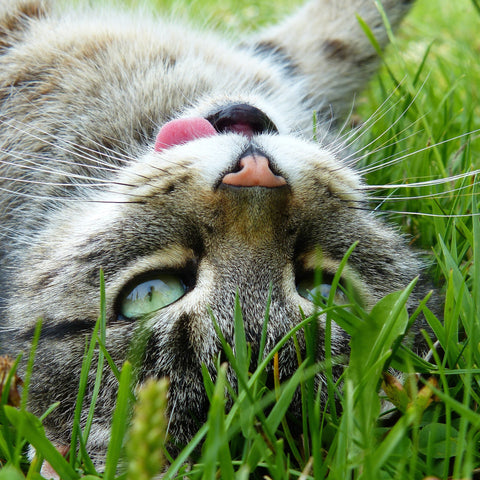 Katze aalt sich im Gras